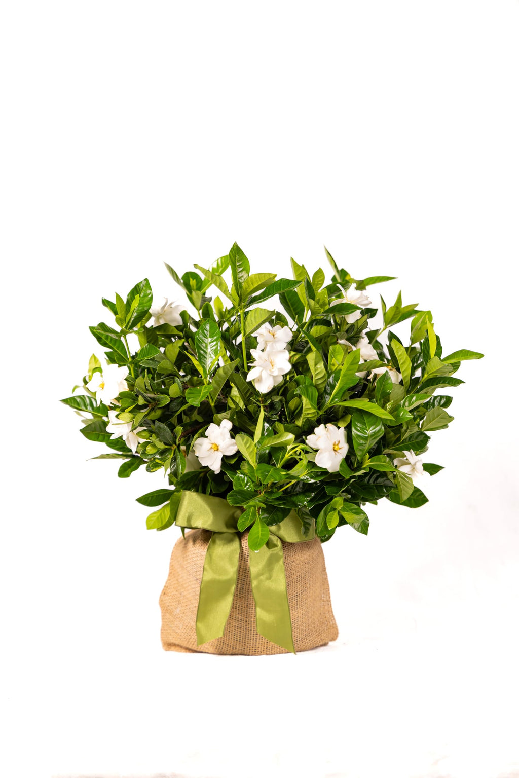 Gardenia Plant Z72626