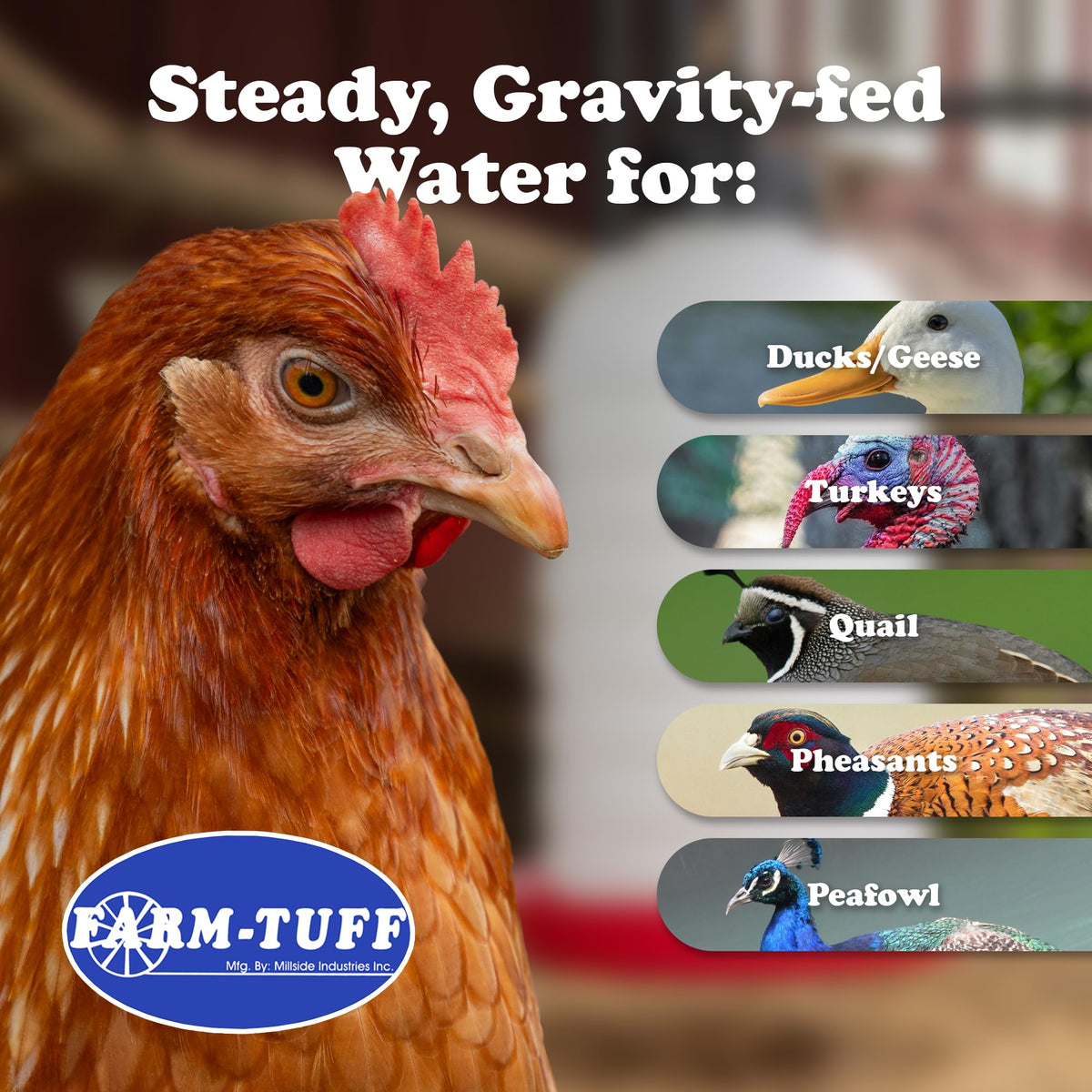 7 Gallon BPA-Free Plastic Hanging Chicken Waterer B163