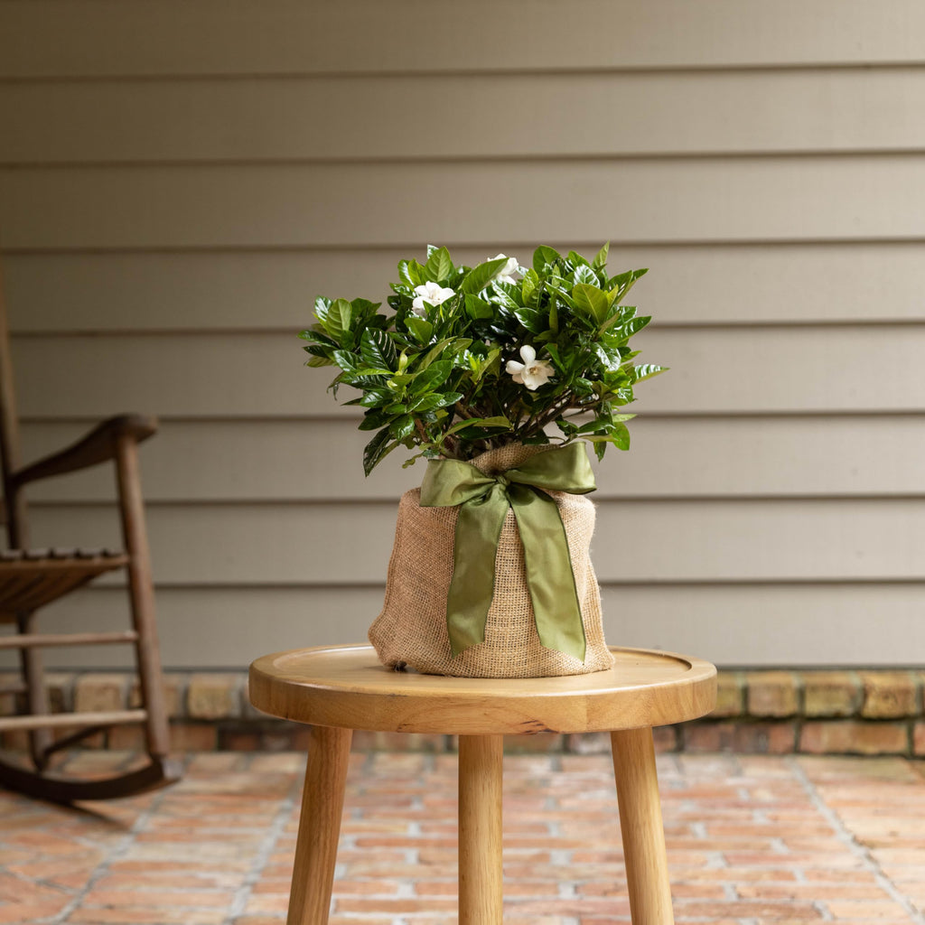 Gardenia Plant Z72626