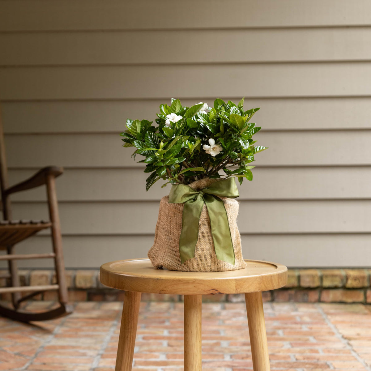 Gardenia Plant Z72626